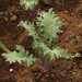 Kale Ruso Rojo - kale ruso-NF-21.1.jpeg