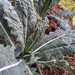 Kale Toscano - KALT-LB-21.1.jpeg