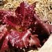 Lechuga Roble Roja - LCHRR-CM-20.jpg