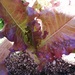 Lechuga Roble Roja - LCHRR-CM-20-2.jpg