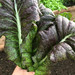 Mostaza De Hoja - hojas de mostaza600x600.jpg