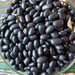 Poroto Negro - Poroto negro (2).jpg