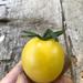 Tomate Bolita Blanca - Tomate bolita blanco CM.jpeg