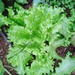 Lechuga Gran Rápida - granrapida.jpeg