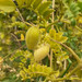 Garbanzo Blanco - GB-PC-19-3.JPG