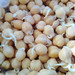 Garbanzo Blanco - GB-PC-19-1.jpeg