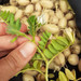 Garbanzo Blanco - GB-PC-19.JPG