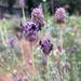 Lavanda Lila - lavanda lila.jpg