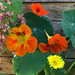 Capuccina Mix - EG-AL-23.jpg