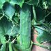 Pepino De Ensalada - PEPINOENSALADA2.jpeg
