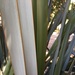 Ñocha - NCH-VV-21-2.jpg