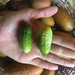 Pepinillo - pepino-pickle-GQ.jpeg