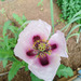 Amapola Lila - AL-CE-23-1.jpg