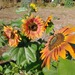Maravilla Multicolor - mmultiflormix.jpg