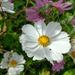 Cosmos Mix - cosmos2.jpg