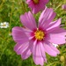 Cosmos Mix - cosmos rosa.jpg