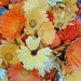 Caléndula Mix - calendula quihua.jpg