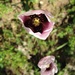 Amapola Mix - AMPMX-BN-20-2.jpg