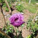 Amapola Mix - amapolas-mix4.jpg