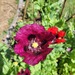 Amapola Mix - amapolas mix-2.jpg