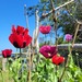 Amapola Mix - amapolas mix.jpg
