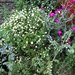 Artemisa - altamisa dea2.jpg