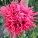 Amapola Chascona Grande - achascona.jpg