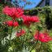 Amapola Chascona Grande - amapola chascona roja.jpg