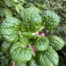 Tatsoi - tatsoi CM.jpg