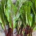 Acedera Roja - acedera CM.jpg
