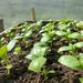 Albahaca - almacigo albahaca.jpg