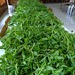Albahaca - cosecha albahaca LB.jpg