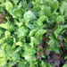 Lechuga Mix - lechuga mix vv.jpg