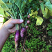 Rabanito Mix - rabanito mix dea.jpg