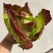 Lechuga Cherokee - lechuga cherokee TB.jpg