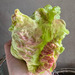 Lechuga Cherokee - lechuga cherokee TB 2.jpg