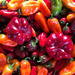 PIMIENTO REDONDO DE HUNGRIA - PIMIENTOS TB.jpg