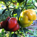 PIMIENTO REDONDO DE HUNGRIA - pimiento redondo hungria TB.jpg