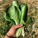 Pak Choy - BOK CHOI tb.jpg