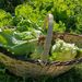 Lechuga Escarola - lech escarola LB3.jpg