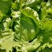 Lechuga Escarola - lech escarola LB2.jpg