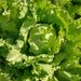 Lechuga Escarola - lech escarola LB.jpg