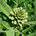 Alcachofa - 1alcachofa.jpg