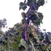 Poroto Riñón Vaina Morada - PORI-LB-20-1.jpg