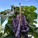 Poroto Riñón Vaina Morada - PORI-LB-20.jpg