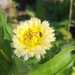 Caléndula Nieve (Snow Princess) - calendula nieve 5 CS 2024.jpg