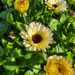 Caléndula Nieve (Snow Princess) - calendula nieve  CS 2024.jpg