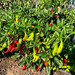 Pimiento Shishito - pim shishito 1 TB.jpg