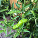 Pimiento Shishito - pim shishito TB.jpg