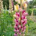 Lupino De Flor - lupinos GJ5.jpg
